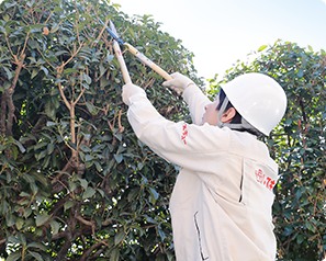 庭木のお手入れイメージ